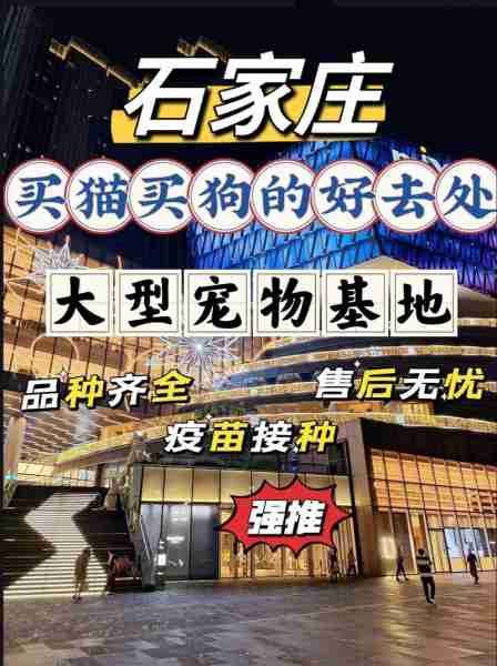 石家庄宠物购买指南，探寻宠物爱好者的宝地