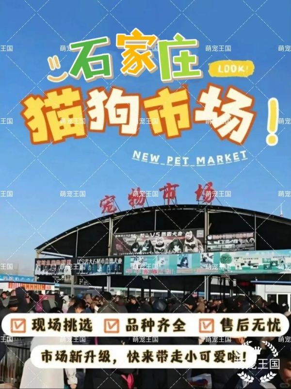 石家庄宠物市场在哪_石家庄宠物市场有哪些_石家庄宠物市场