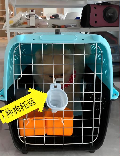 丽江狗狗托运-客车托运狗