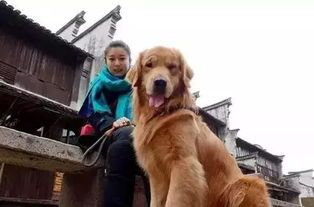 丽江宠物：如何为你的宠物选择最佳住宿？丽江宠物旅馆排行榜