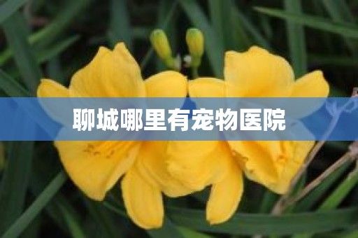 聊城哪里有宠物医院