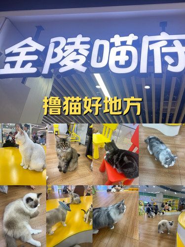 猫咪天地～宠物乐园