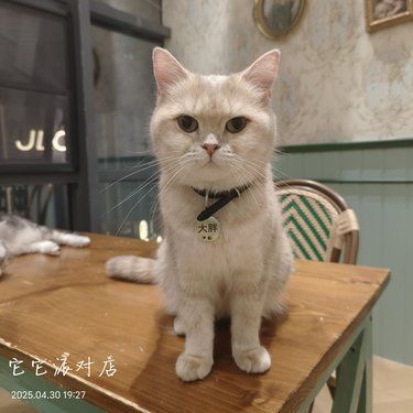 rua猫rua狗rua羊驼