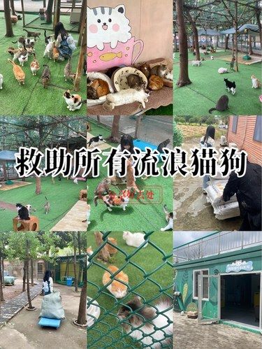 糗糗庄园救助流浪宠物