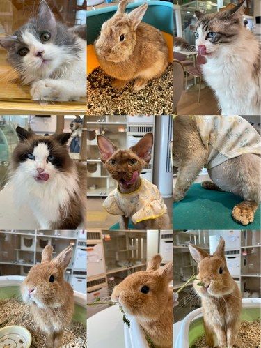 受不了，兔子比猫咪还可爱！！