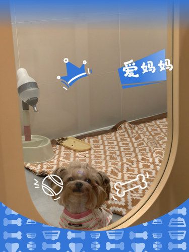 绝对是宝藏寄养地！回来狗子胖了0.3斤