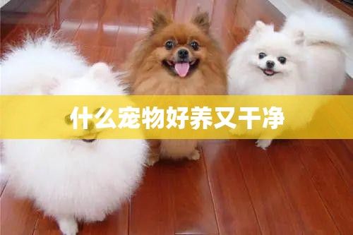 什么宠物好养又干净
