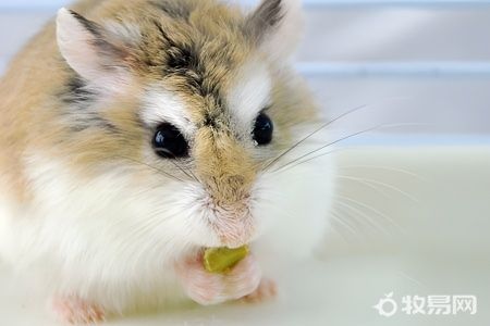 仓鼠怎么养殖