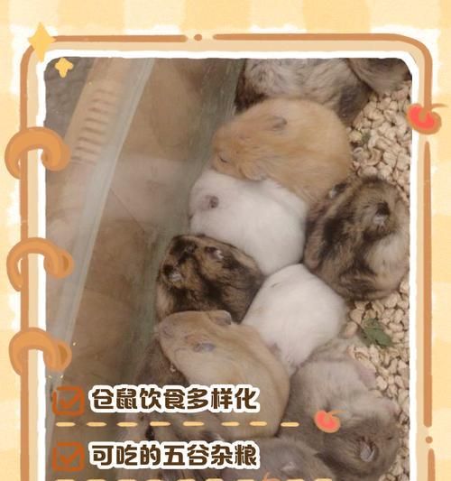 仓鼠的健康饮食（为宠物仓鼠提供全面营养的关键）