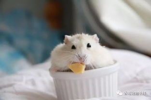 仓鼠饮食中哪些食物是禁忌的？