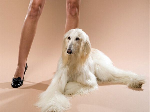 犬脐疝的诊断及防治