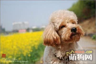五招教你打造完美狗狗