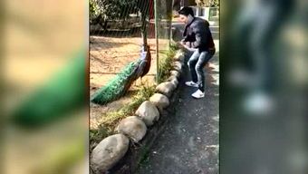 “小青蛇成萌宠，养蛇新潮流！”