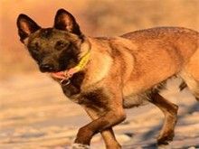 大连宠物狗服务 大连美国英国猎浣熊犬的爱心收养
