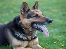 大连宠物狗服务 大连布雷猎犬 机灵可爱小狗
