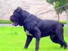 大连巴仙吉犬 健康活泼的小狗