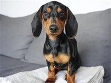 大连腊肠犬出售 大连宠物狗服务 迷人魅力小狗