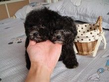 大连茶杯 泰迪熊 茶杯犬 茶杯小狗