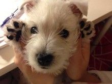 大连出售西高地幼犬 西高地纯种小狗 纯种健康
