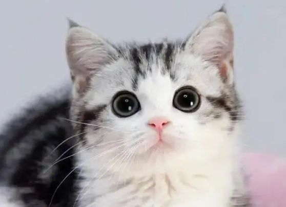 今日科普：起司猫是什么品种