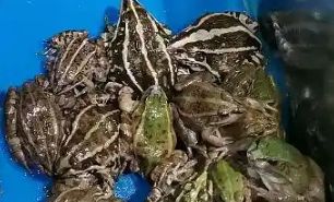角蛙怎么养？揭秘萌宠背后的养殖秘籍！