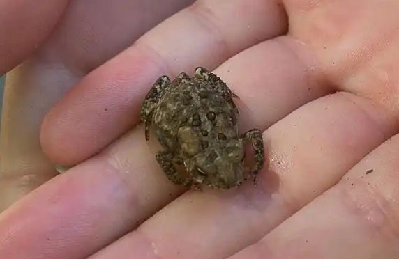 角蛙怎么养？揭秘它的全方位养护秘籍！