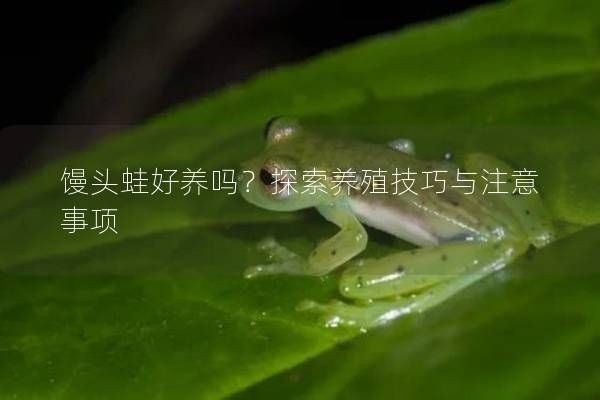 馒头蛙好养吗？探索养殖技巧与注意事项