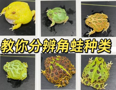 角蛙种类大揭秘：教你如何轻松分辨！
