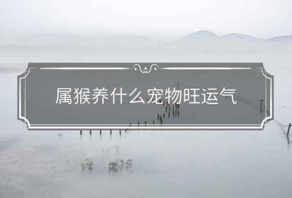属猴养什么宠物旺运气