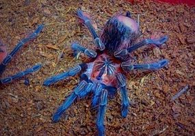 委内瑞拉红绿灯怎么养？来了解下吧