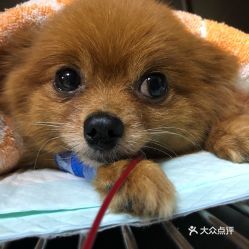 苏州宠物证件照攻略，轻松拍出萌宠照！