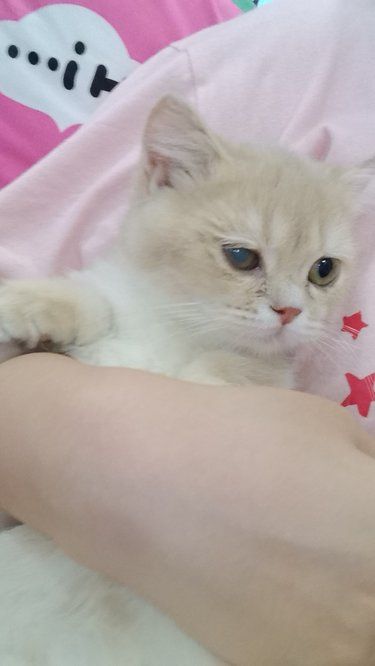 小喵的日常萌照