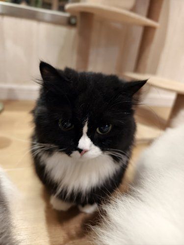 有超多可爱小猫的好地方