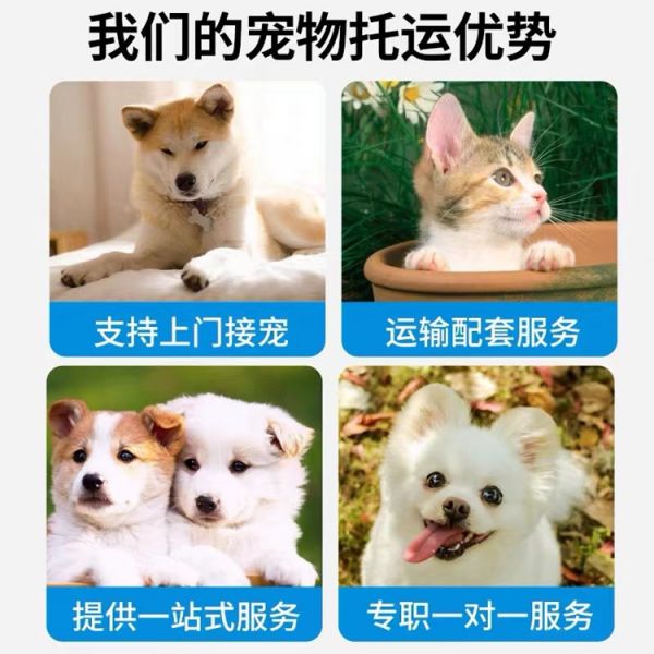 荔波猫咪托运-托运运输接送方便
