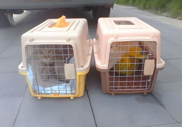大新狗狗托运-猫狗长途搬家空运、火车专车运输