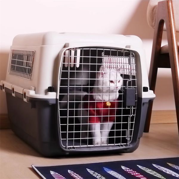 海南托运公司-靠谱猫咪狗狗搬家运输专车接送