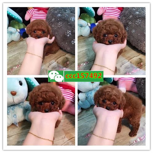 黄石店，出售各种名犬名猫（中心）