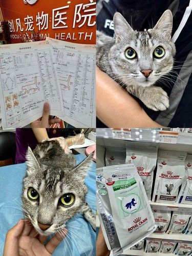 深圳！！养猫三年踩遍雷区。。。