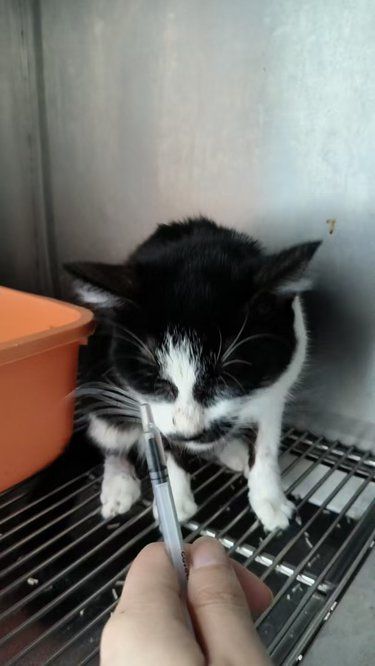 猫咪黄疸➕贫血