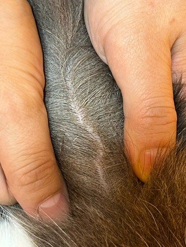 健康先行～猫咪护理