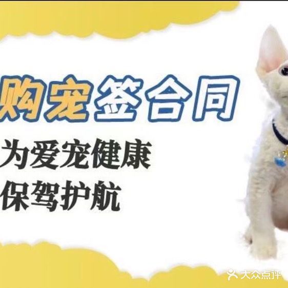 娜娜宠物店