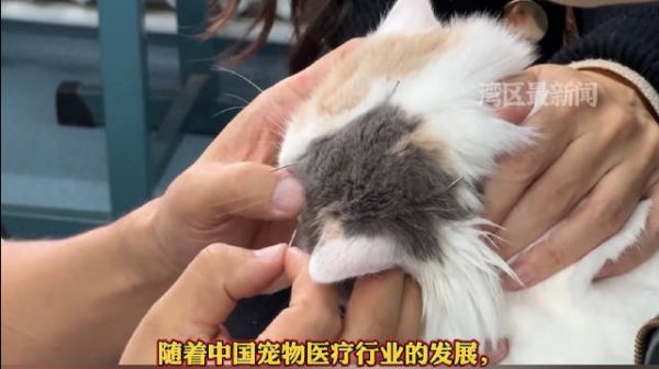 近年，随着中国宠物医疗行业的发展…