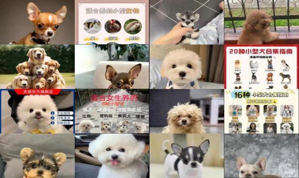 便宜的家养小型犬都有哪些