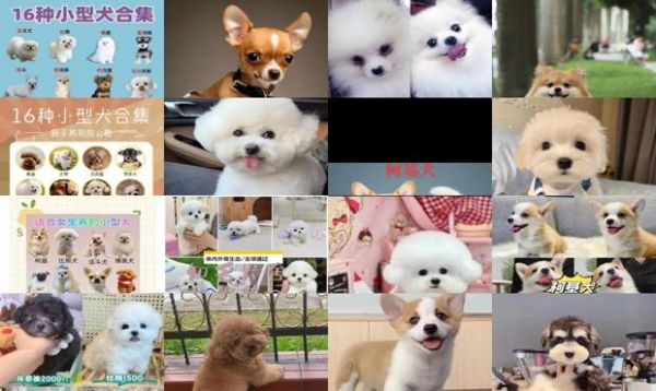 价格比较便宜的小型犬