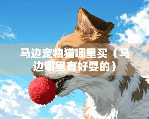 马边宠物猫哪里买（马边哪里有好耍的）