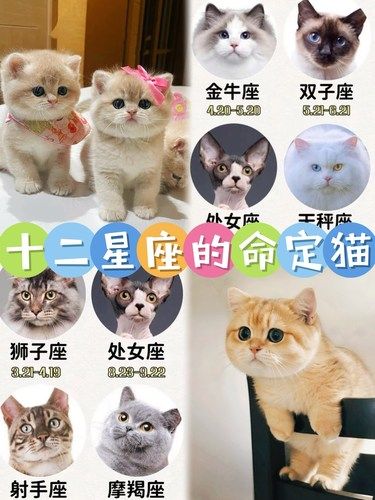 【12星座养猫指南】看看你最适合哪一只喵吧！