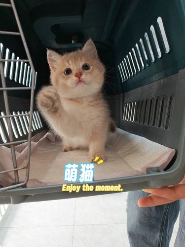 上海靠谱兽医猫舍