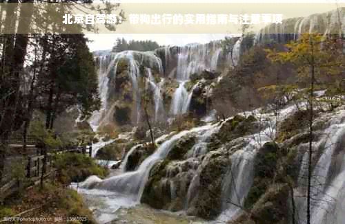 北京自驾游：带狗出行的实用指南与注意事项