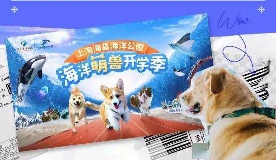 宠物旅行必备指南，玩小伴带你游世界