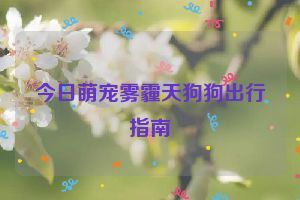 今日萌宠雾霾天狗狗出行指南